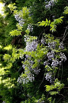 藤の香りが心地よい