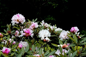 石楠花が見頃です