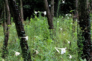 見渡す限りユリの花