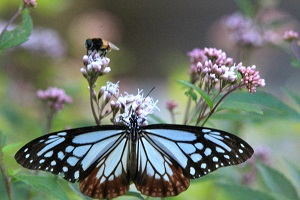 アサギマダラが蜜を吸う