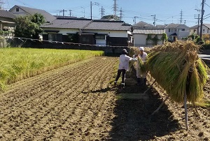 稲刈り後の掛け干し