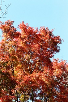 目にも鮮やかな紅葉