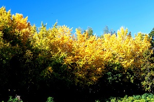 目が釘付けになるイチョウ