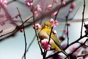 鹿部山東面、東屋付近の紅白梅林の梅の花