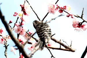 鹿部山東面、東屋付近の紅白梅林の梅の花