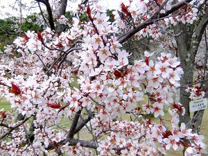 桜によく似たベニスモモの花