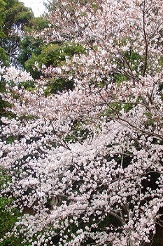 8部咲きの桜