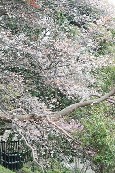 見ごろを迎えた桜