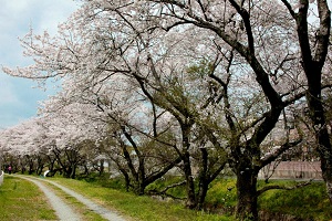 桜並木