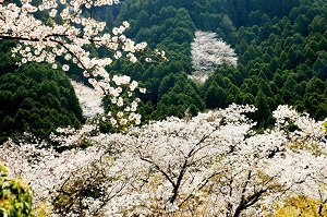 美しい興山園