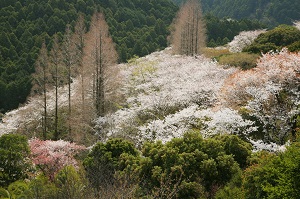 まるで雲海桜