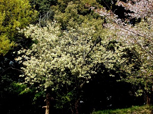 見事なうこん桜