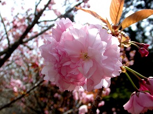 美しいピンク色の八重桜