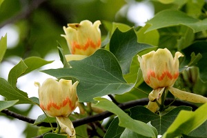 ユリの木の花