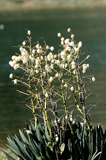 ユッカの白い花