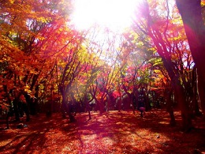 紅葉が見頃です