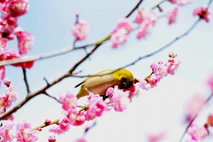 メジロが蜜を求めて紅梅へ