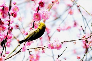 紅梅に映えるかわいいメジロ