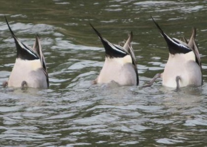 3匹のカモ