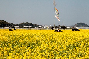 満開の菜の花