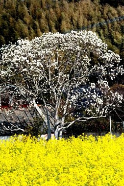 モクレンと菜の花