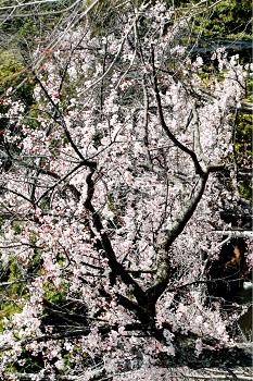 ベニスモモの花