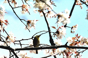 メジロの飛び交う山桜