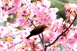 満開のヨウコウ桜