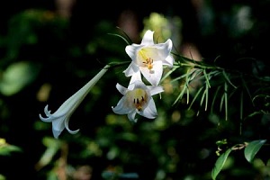 テッポウユリが花盛り