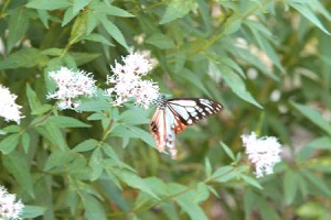 フジバカマにアサギマダラ