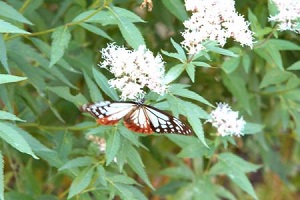 蜜を吸うアサギマダラ