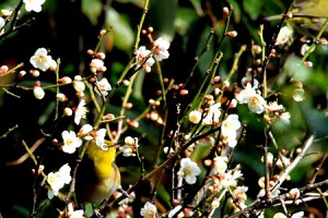 梅の蜜はどんな味？