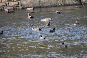 ノンビリ泳ぐカモ