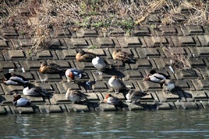 日向ぼっこするカモ