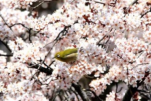 蜜を求めてかわいいメジロも