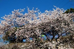 スモモの花も満開