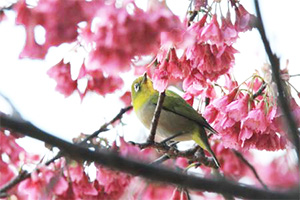 寒緋桜のメジロ