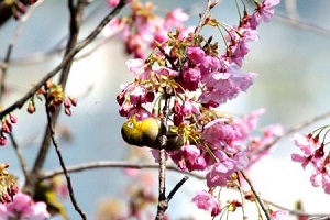 彼岸桜に群がるメジロ