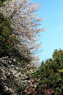 満開の山桜