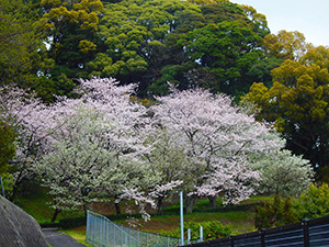 美しい桜のトンネル