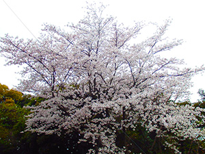 りっぱな一本桜