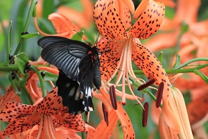 オニユリの蜜を吸う蝶
