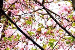 美しい河津桜とメジロ