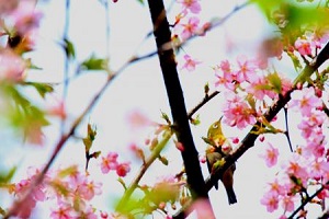 蜜を飲むメジロ