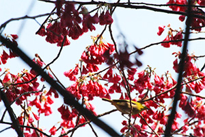 梅林の傍らの寒緋桜