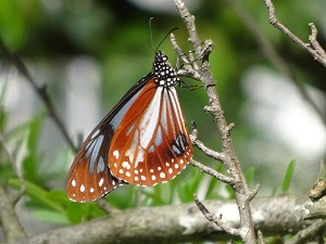 ピラカンサスの枝でひと休み