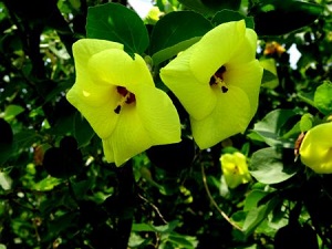 幸せの花