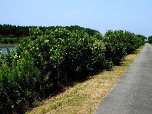 猛暑の中美しく咲いています