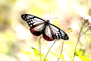 アサギマダラ1 アサギマダラ1