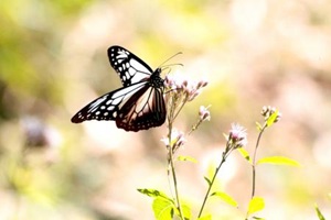 アサギマダラ2 アサギマダラ2